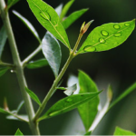 Henna Plant